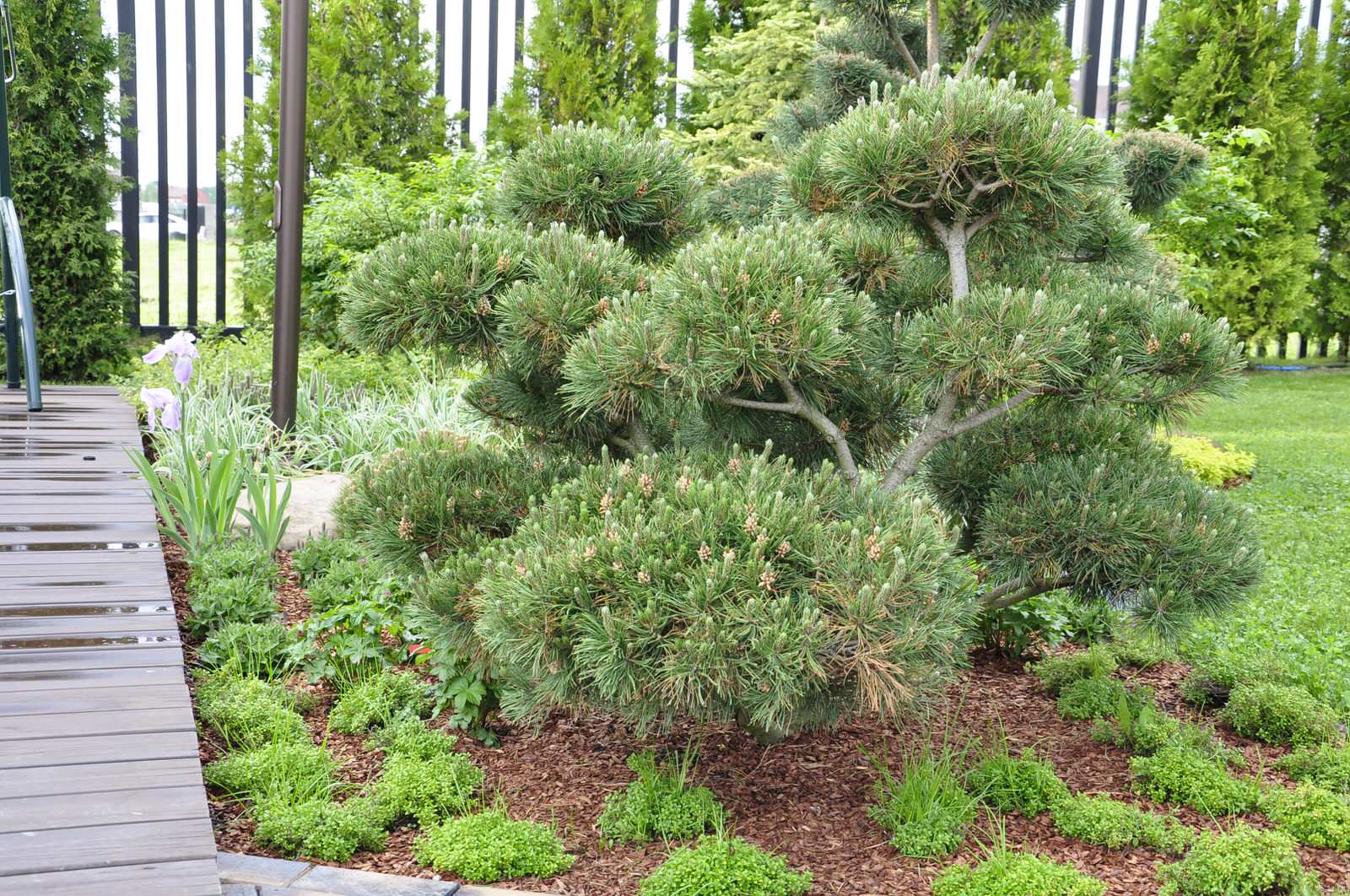 кп "Папушево" - Профессиональный уход за садом - 100% качество!