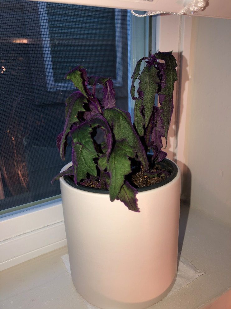Why is my purple passion plant wilting?