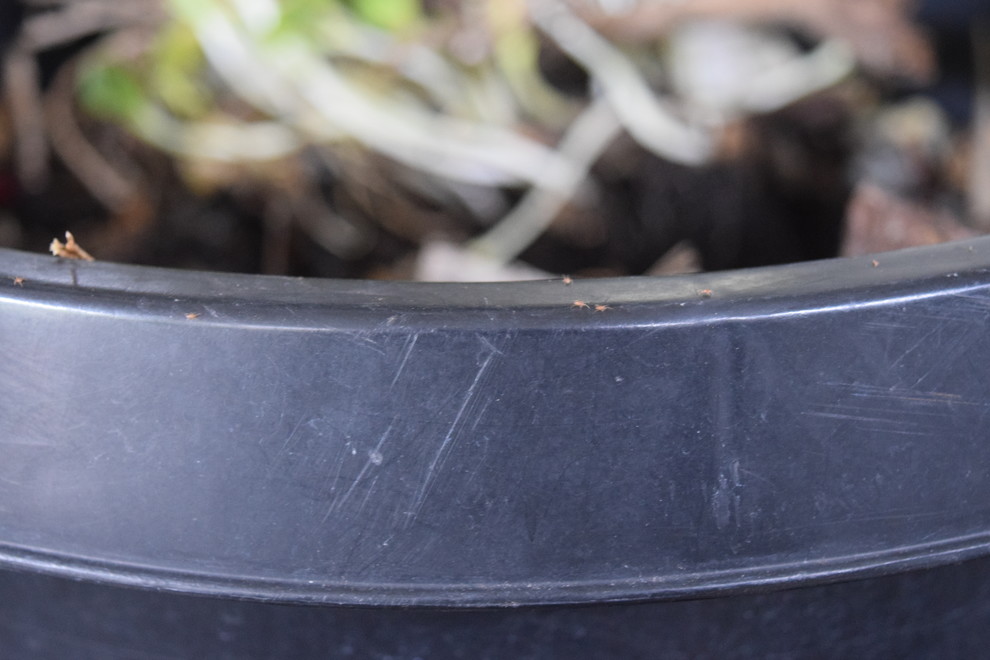 Are these good Mites or bad Mites in my Worm bin?