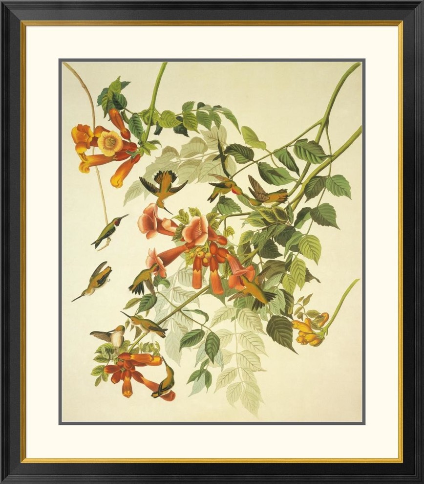 "Ruby-Throated Hummingbird" Framed Digital Print by John James Audubon, 35x40"