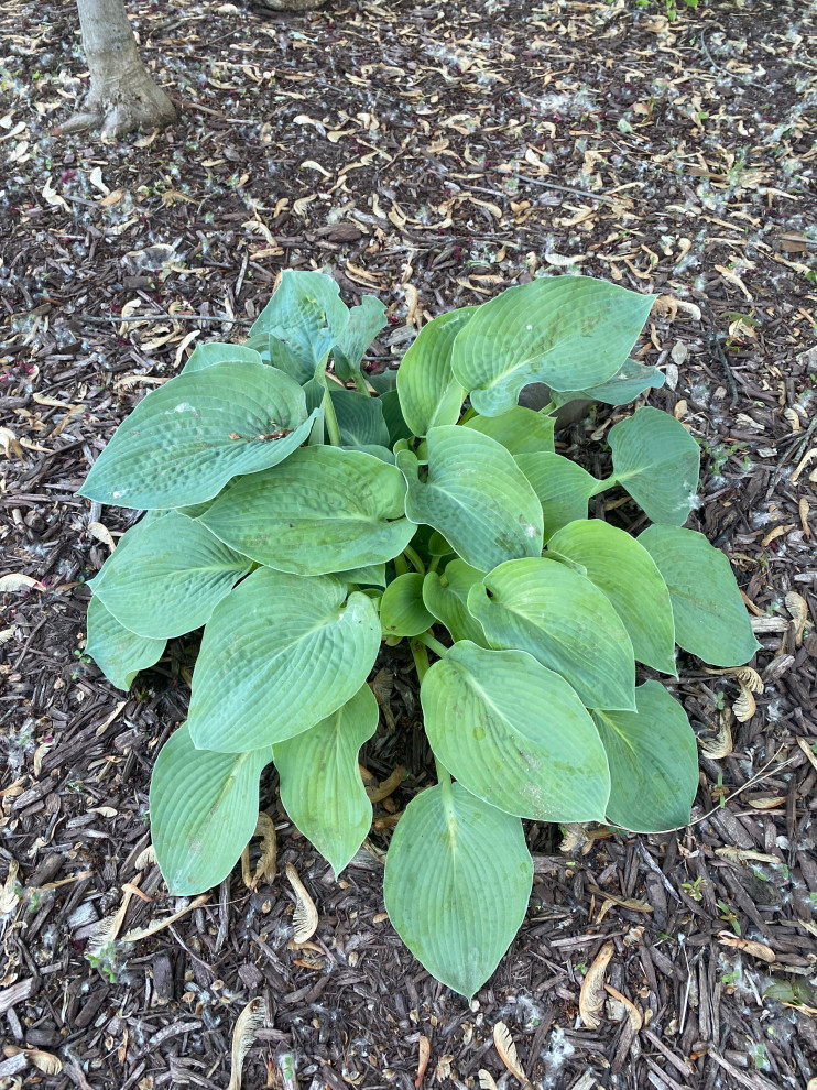 Hosta Questions Hosta question | Houzz Forum