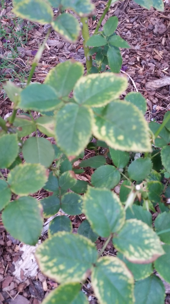 Help! What is wrong with my rose leaves?