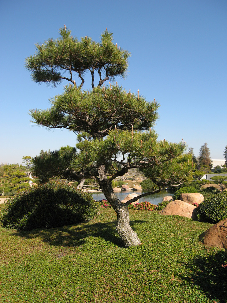 Niwaki On Pinus Thunbergii Thunderhead