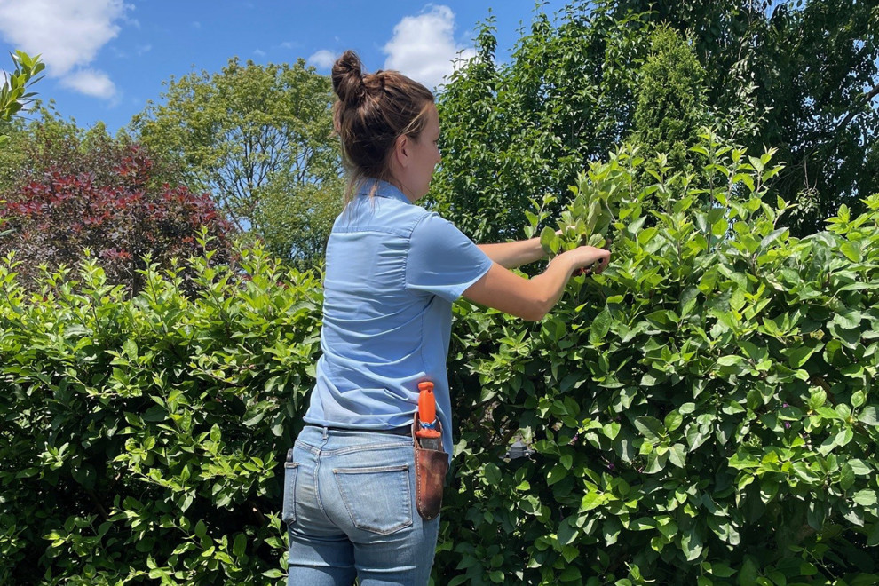 Gardners (lady) Pruning Privet at Peter Atkins and Associates