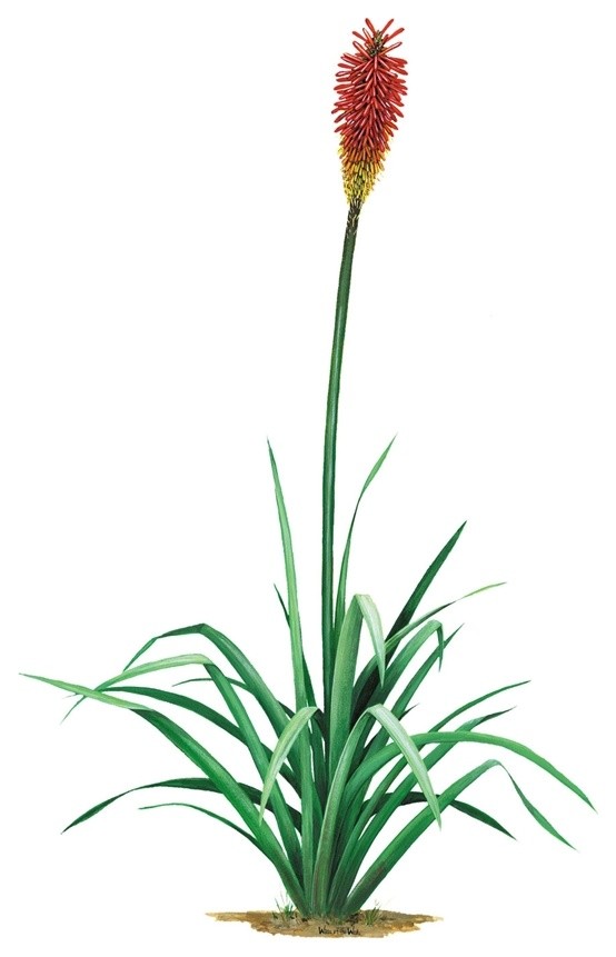 Red Flower Wall Decal Traditional Wall Decals by Walls of the