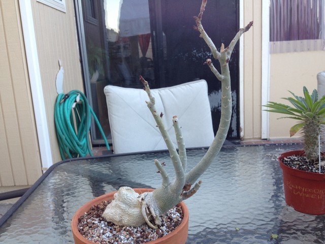 My oldest Adenium has had aphids non stop.....