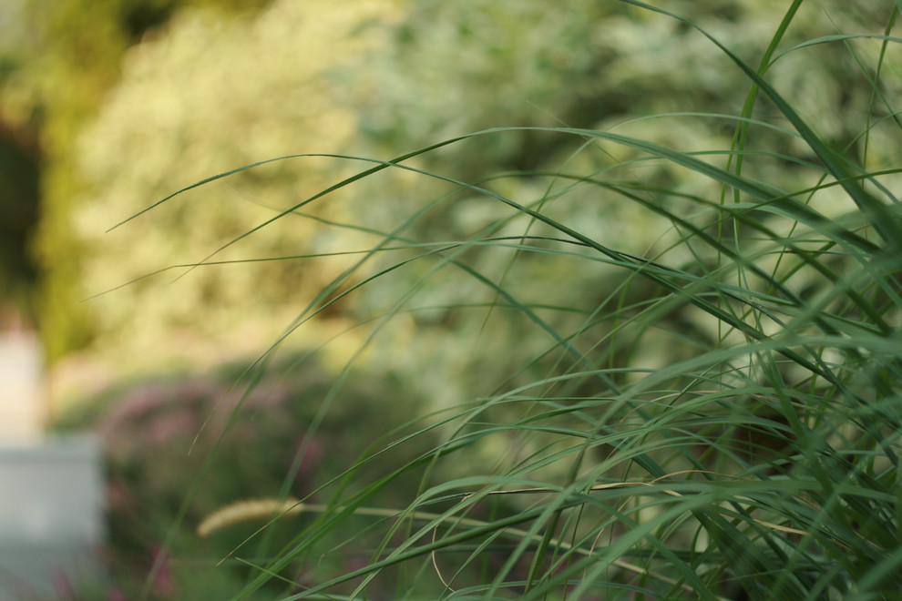 landscape design - Kirovskoe_Dnepropetrovsk region