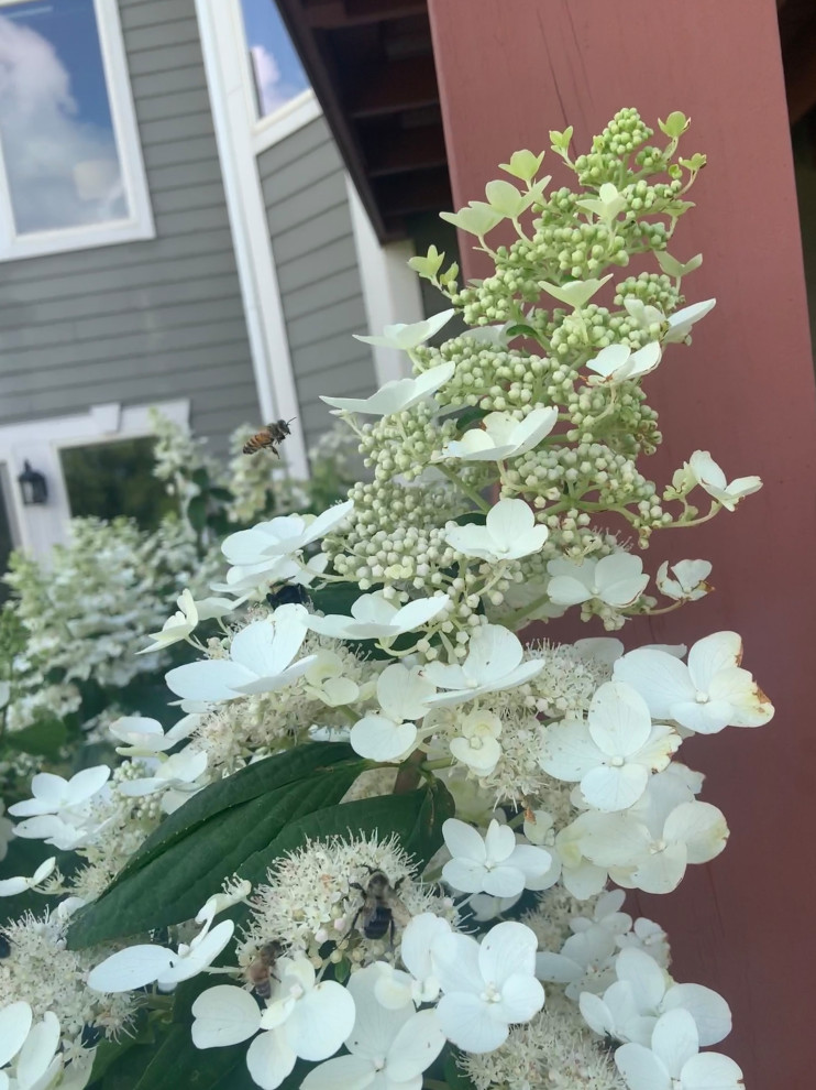 Feed the Bees with Hydrangea