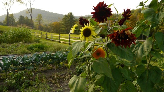 Inspiration for a country side yard garden in Burlington.