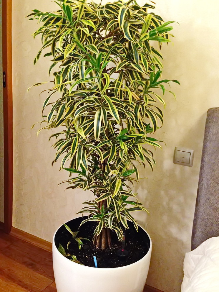 Озеленение частных квартир