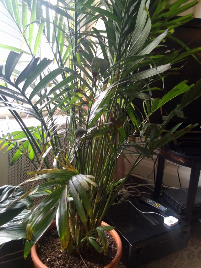 home depot large indoor plants The Royal Weave Bundle | Indoor Houseplants main image 0