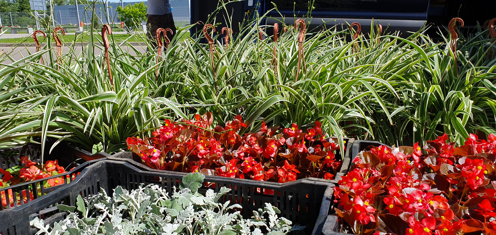 Посадка растений, озеленение