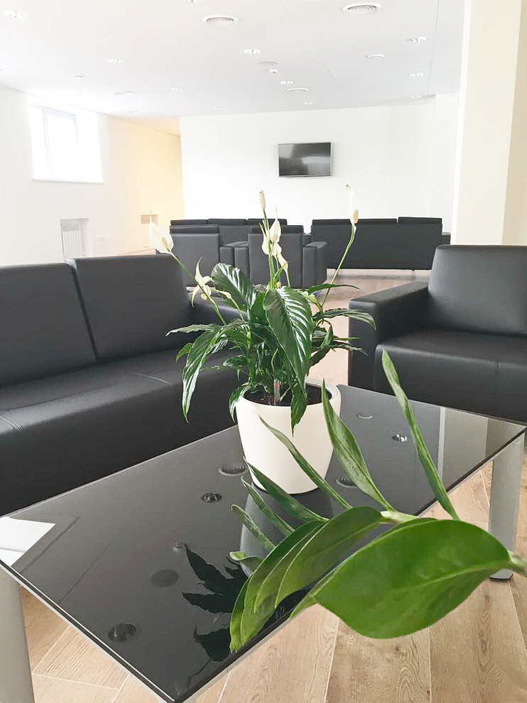 Озеленение автосалона Лексус Хабаровск