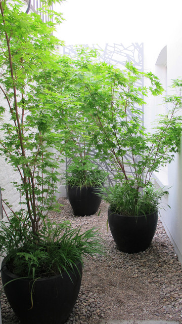 Marylebone Lightwell contemporary-garden