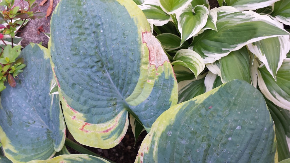 white spots on hosta