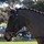 corinne_mcinerney