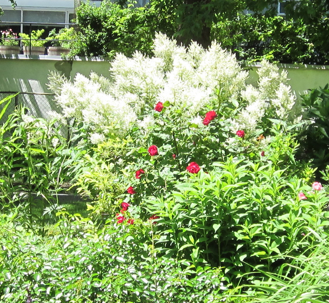Red and White at mid-summer.