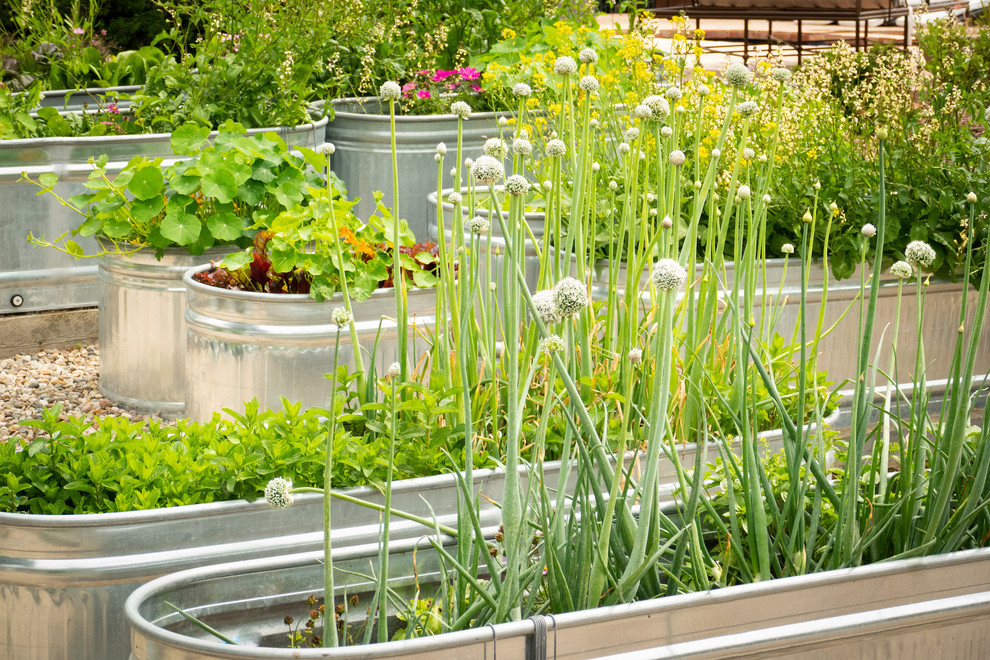 Inspiration for a contemporary sloped full sun garden in Santa Barbara with a vegetable garden and gravel.