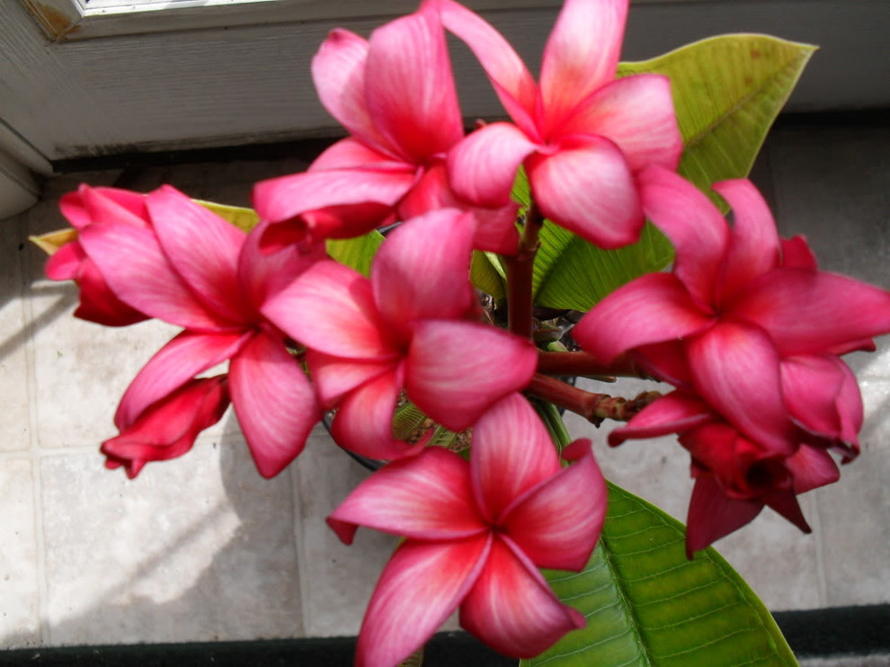 Pic of Jean Moragne Sr. under grow lightsquestion | Houzz Forum