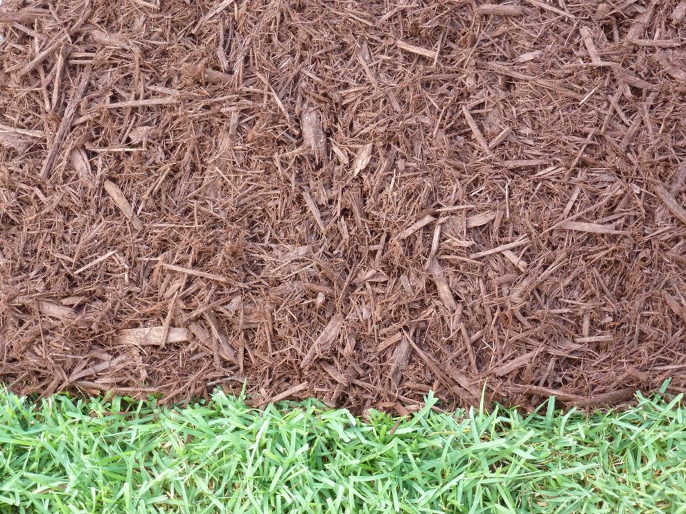 Chocolate Brown Mulch Landscape Orlando by Major Mulch Installations