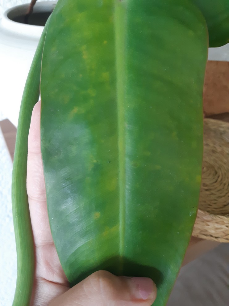 Yellow spots on Philodendron and droplets :help? | Houzz Forum
