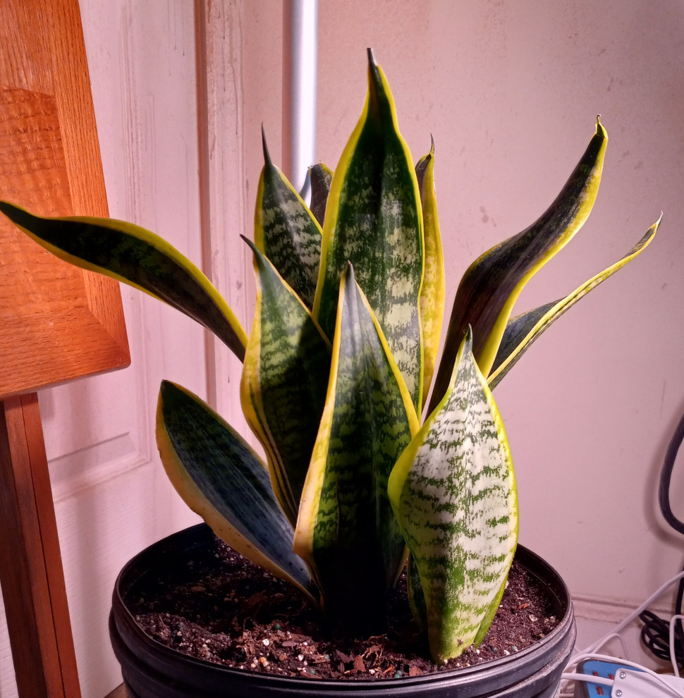 Sansevieria Trifasciata Futura Superba 