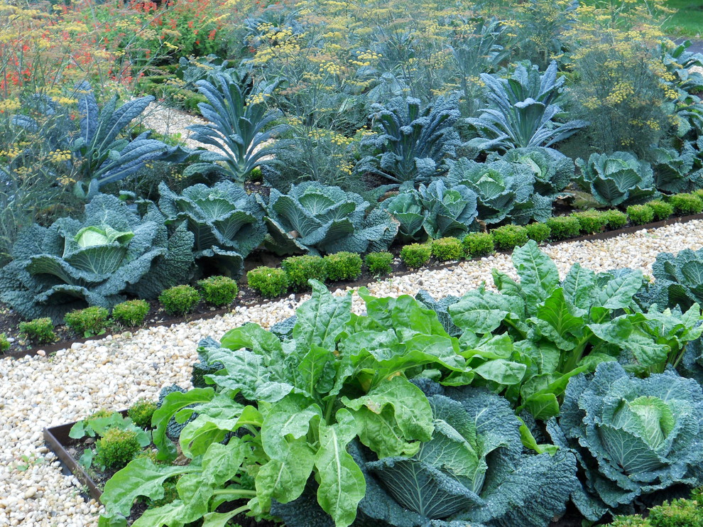 Photo of a traditional garden in Burlington with a vegetable garden.