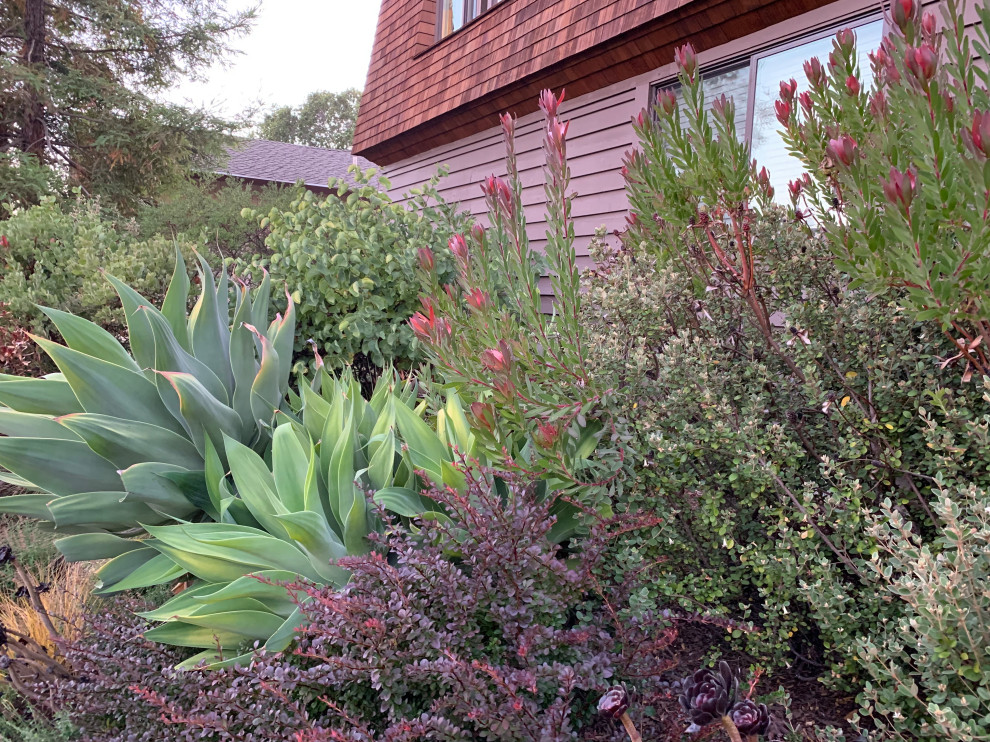This is an example of a mid-sized mediterranean front yard full sun xeriscape for summer in San Francisco.