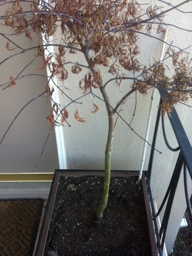 Is my Tamukeyama Japanese Maple dead?