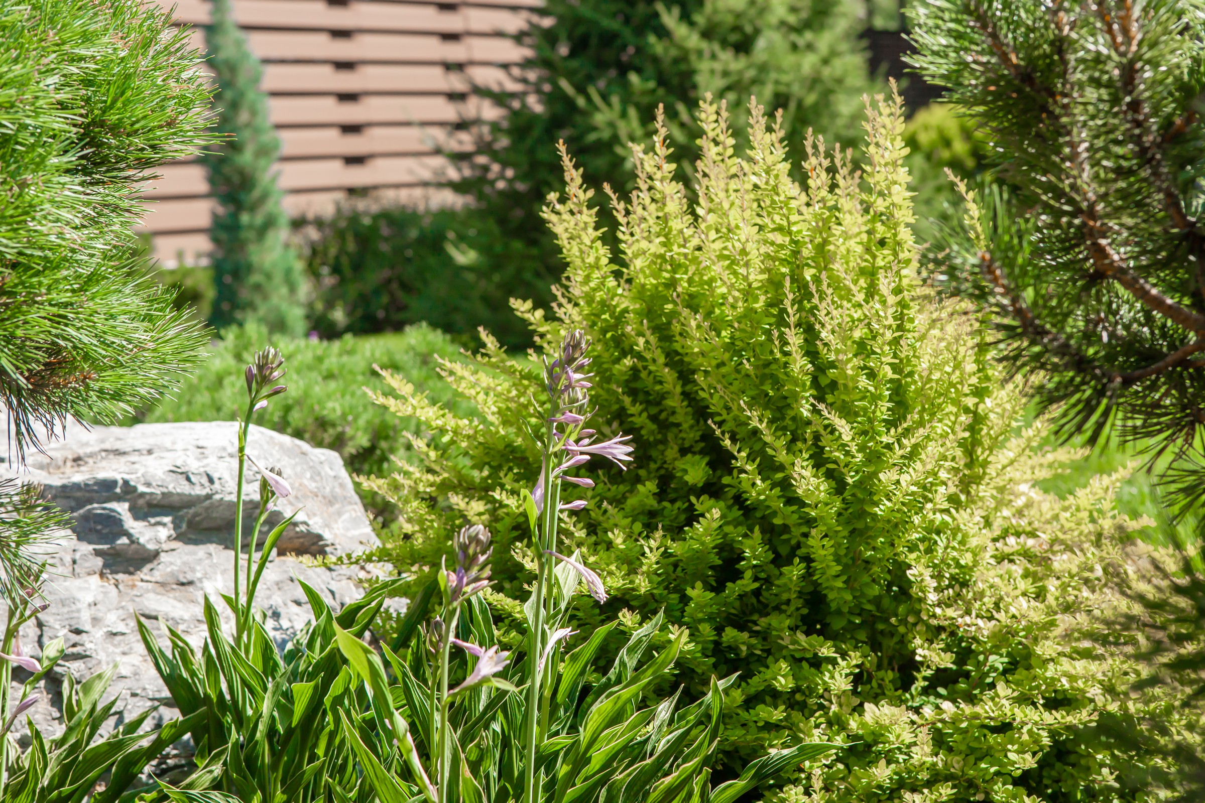 "Сосновая история"