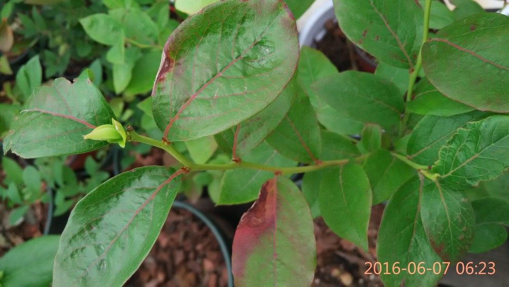 Need help for my blueberries. The leaves veins turning red in summer.