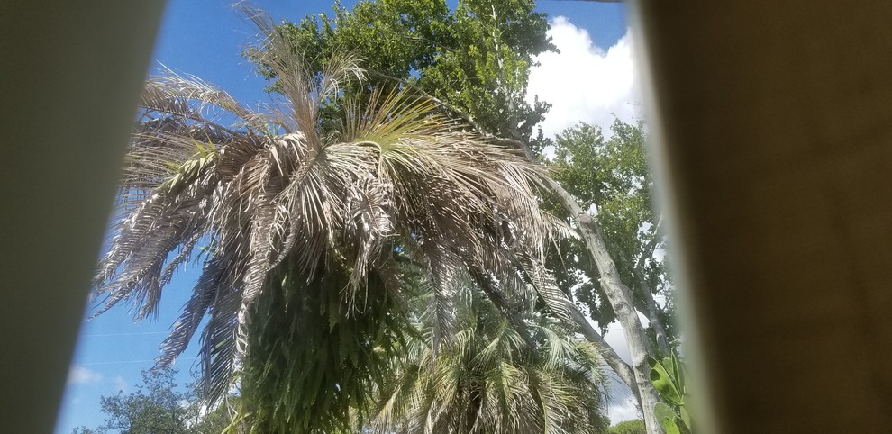 is-my-palm-tree-dead