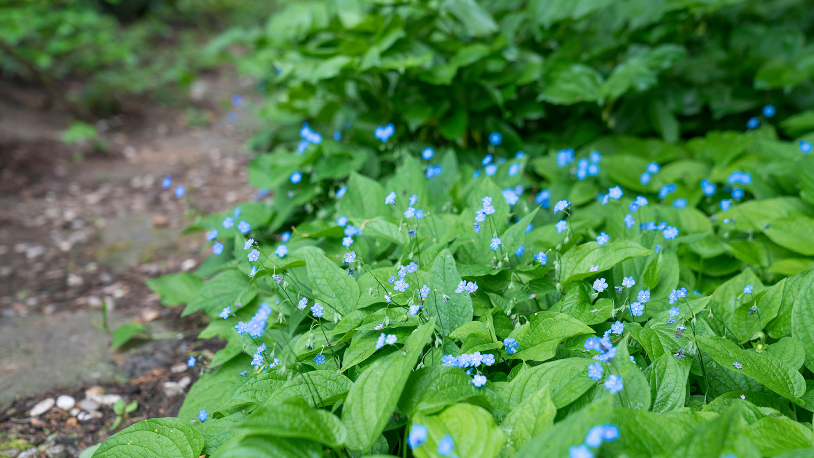 Сад с японским характером в КП  "Ландшафт", Усово 2010 г