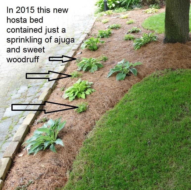 Live Mulch For Hostas