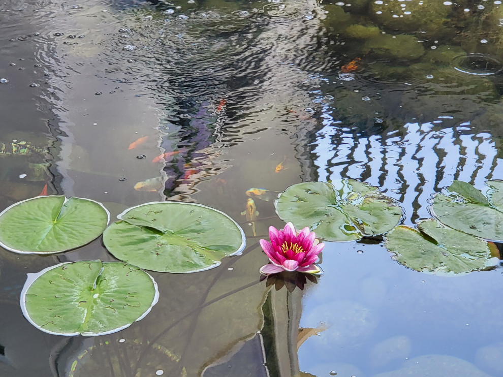 Custom✨ Koi Pond