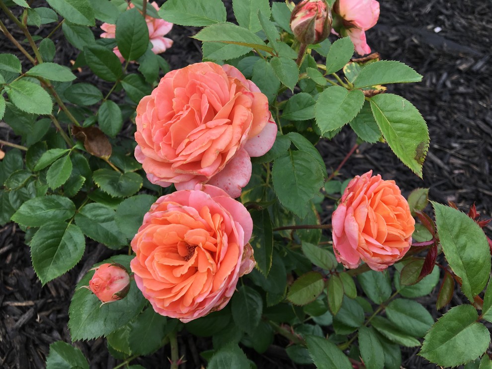 Totoro Roses For Totoro : lady of the mist | Houzz Forum