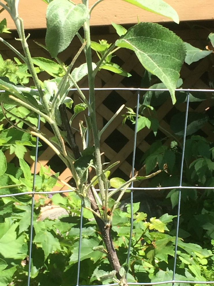 What's eating my apple tree leaves?