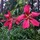 suzy_saraceno