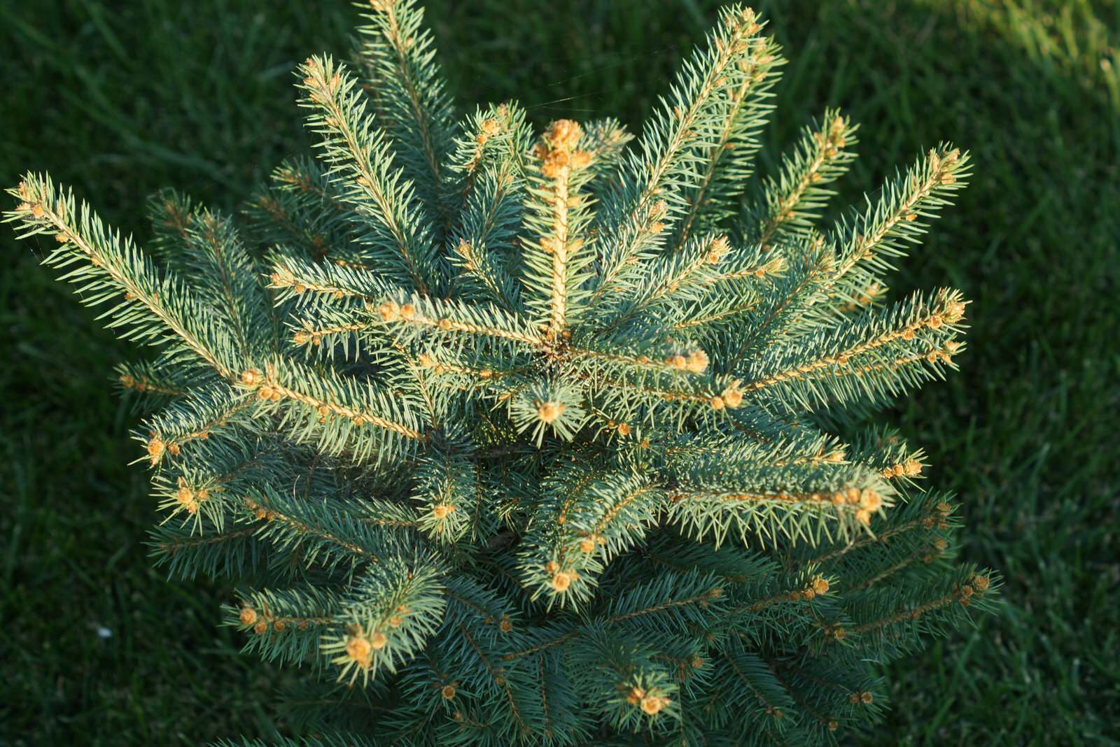 Дом в восточно-европейском стиле