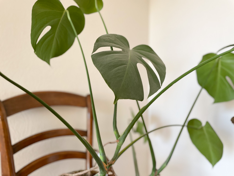 Naturally Vintage | Littleton, CO | Modern Vintage Bedrooms & Living Space