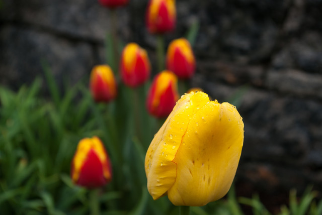 Spring Bulbs klassisch-garten