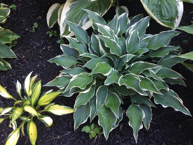 hosta 