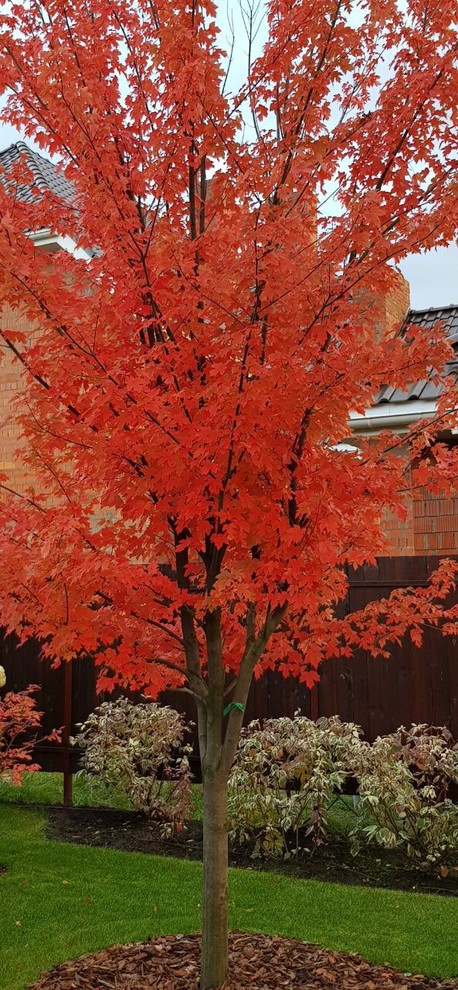 КП Снегири "Сад в пейзажном стиле" 50 соток