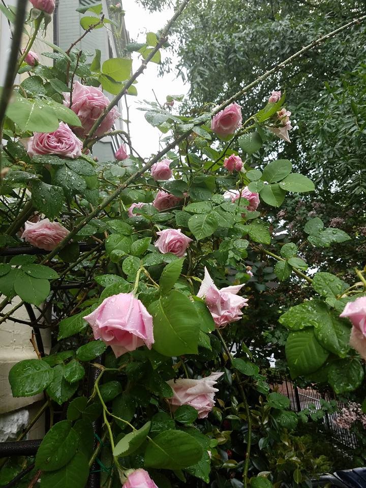 Which Rose has Surprised you?