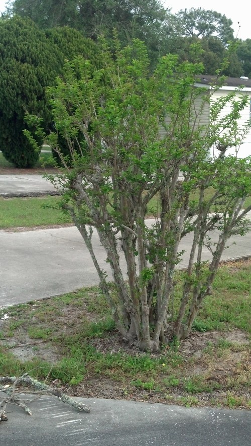 Help, Air Plants killing my trees,
