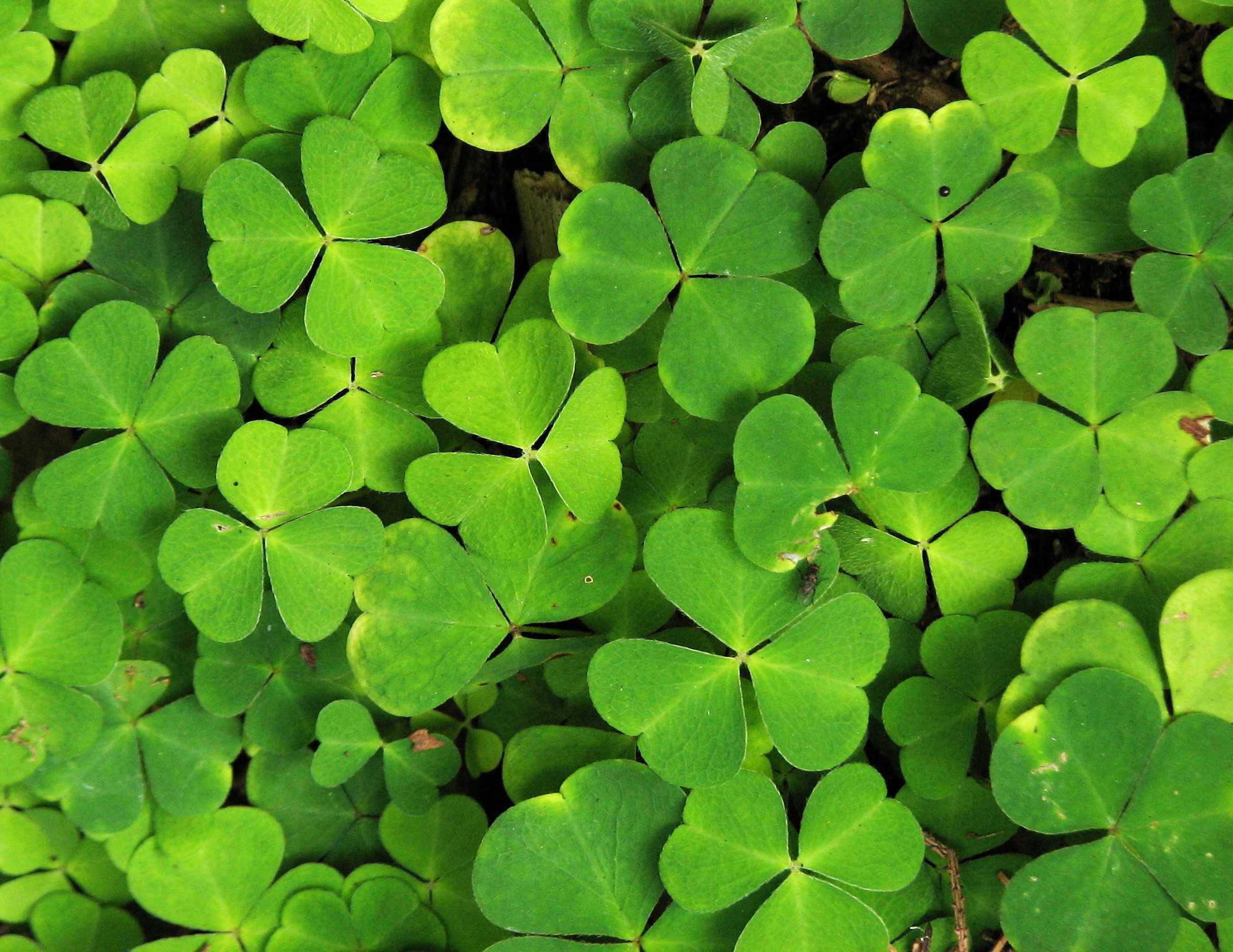 Celebrate Shamrocks on St. Patrick's Day