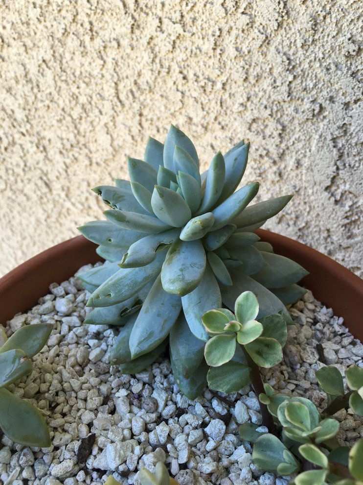 I think birds are eating my succulents