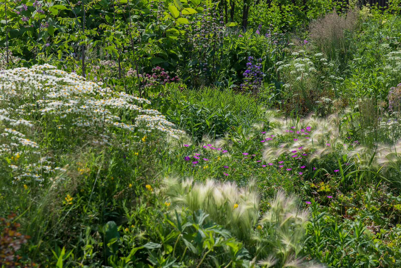 Цветник в  природном стиле  (" New Perennials"  или "Новая волна")
