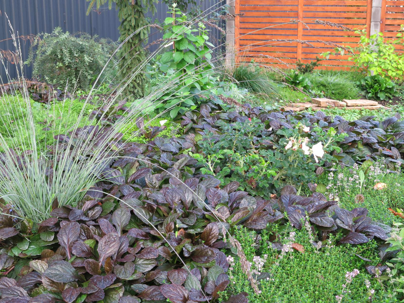 ЯГОДНОЕ ЛУКОШКО (РАСТВОРИВШИСЬ В РАДУГЕ). СЕЗОН 2016. УТРО