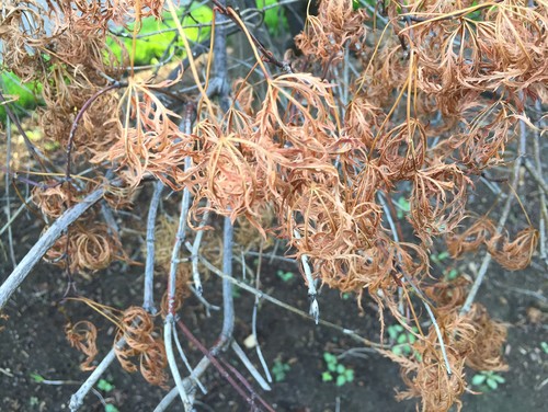 Is my Japanese Maple Tree dead? Did I poison it with Preen?